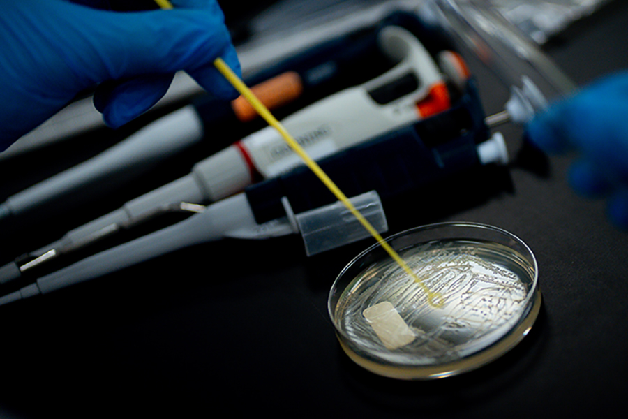 A gloved hand stirring a substance in an agar dish, with other scientific tools in the background.